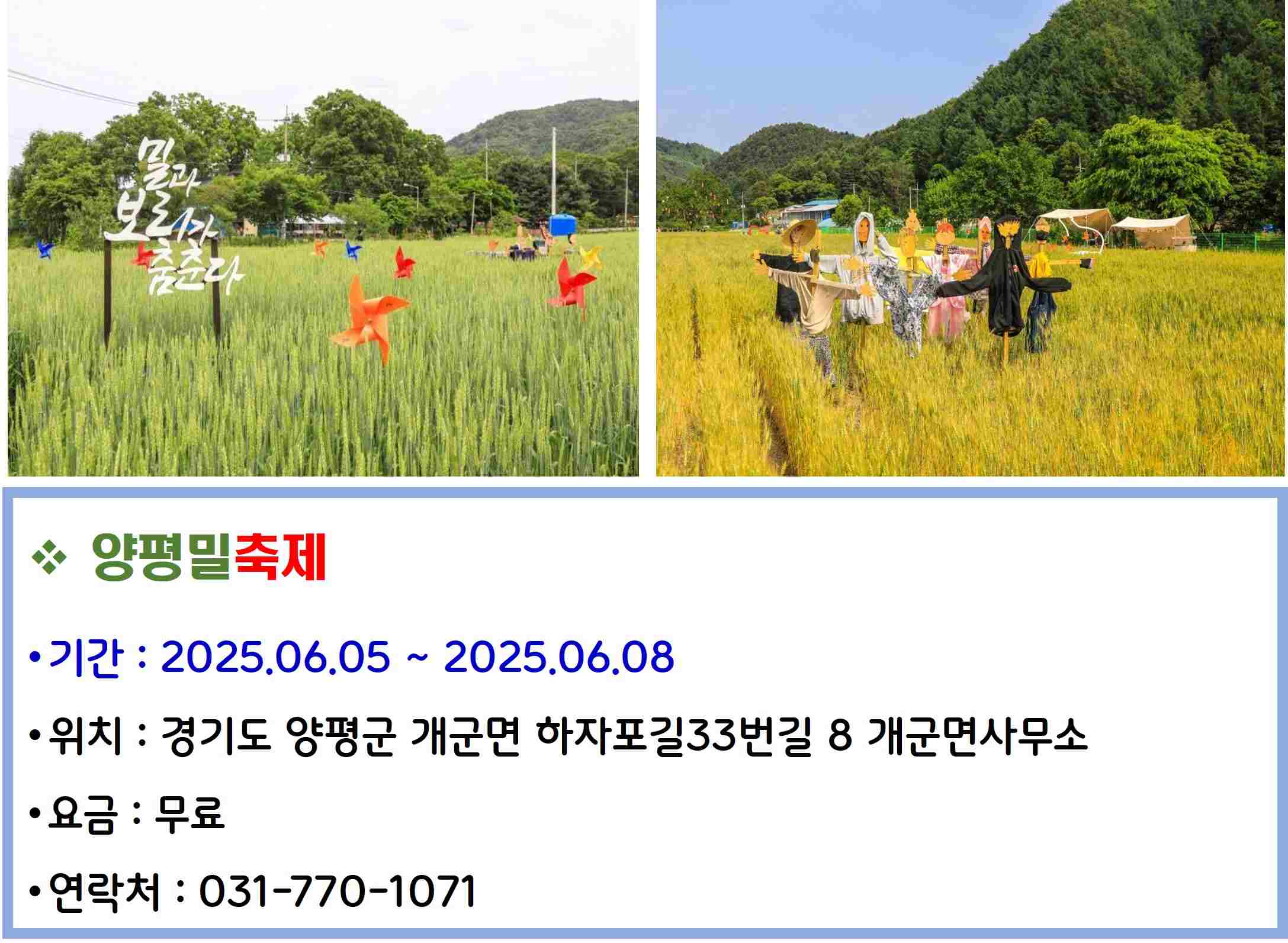 양평밀축제