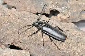 자연 생태계와 멸종 위기 동물