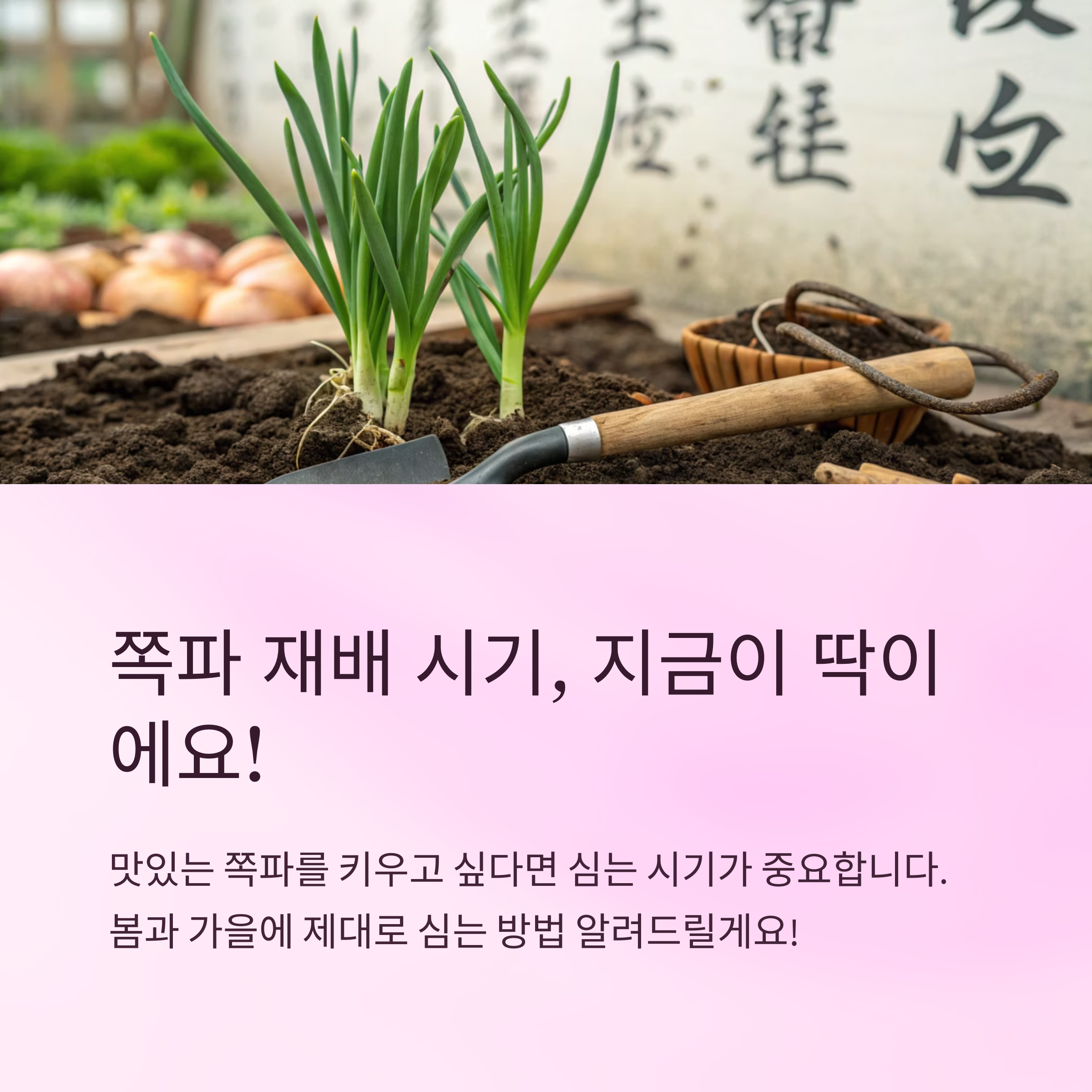쪽파심는시기 똑똑하게 선택하는 법