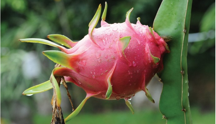 용과 가지에 달린 모습