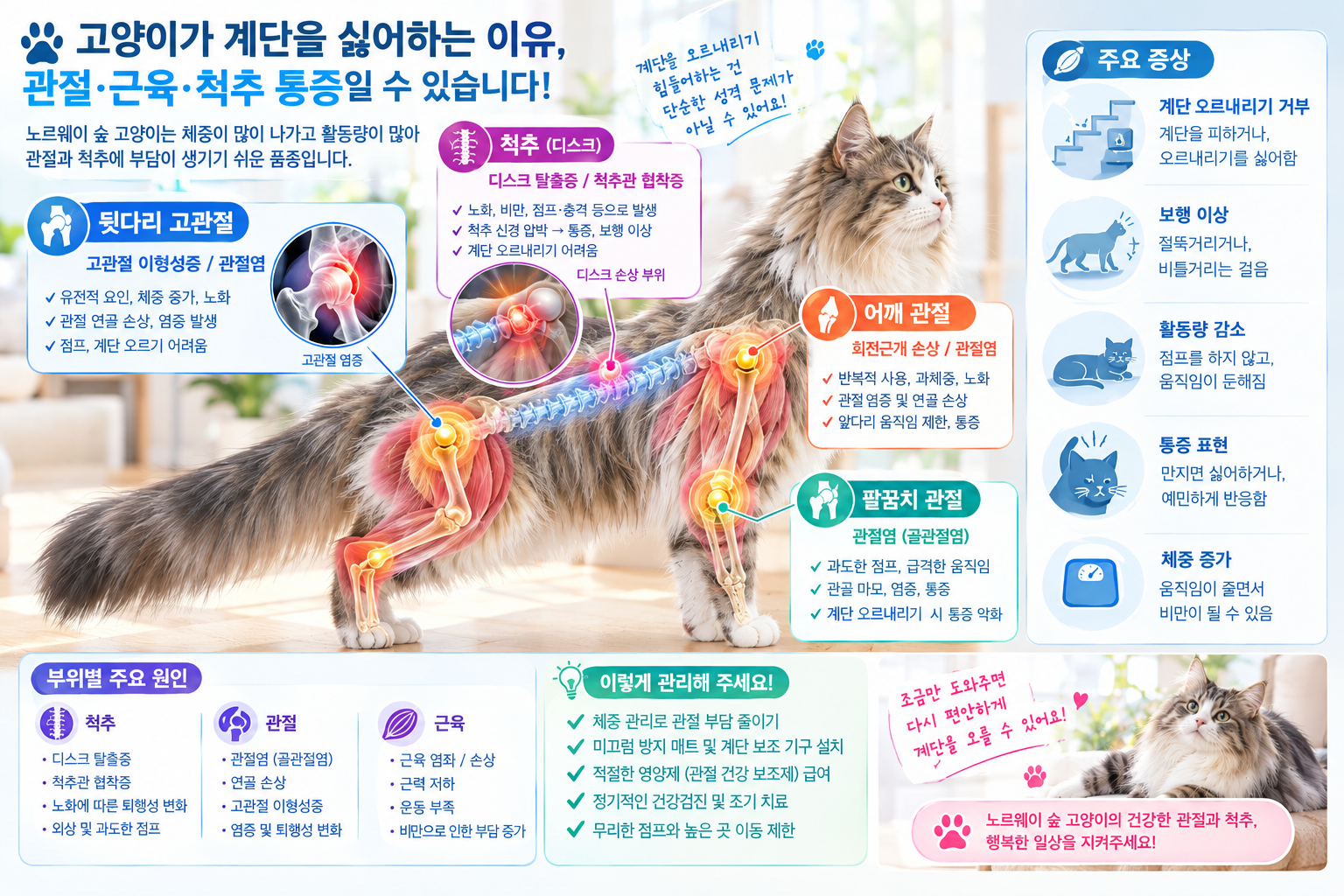 고양이 계단 싫어함 원인 관절 근육 분석
