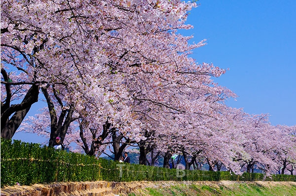 강릉 경포대 벚꽃축제 - 푸른 바다와 어우러진 벚꽃의 아름다움