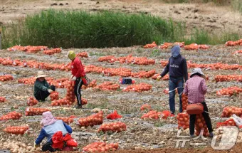 nv_양파 수확시기_15