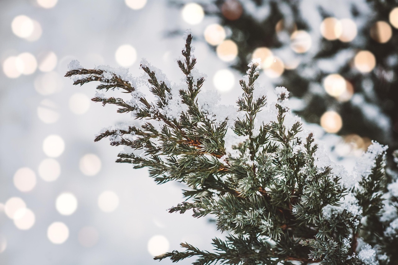 절임배추 일주일 신선하게 보관하는 3가지 비법