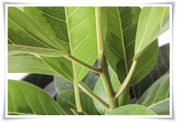 "고무나무 키우기" 실내 정원에 매력을 더하는 초록 친구!