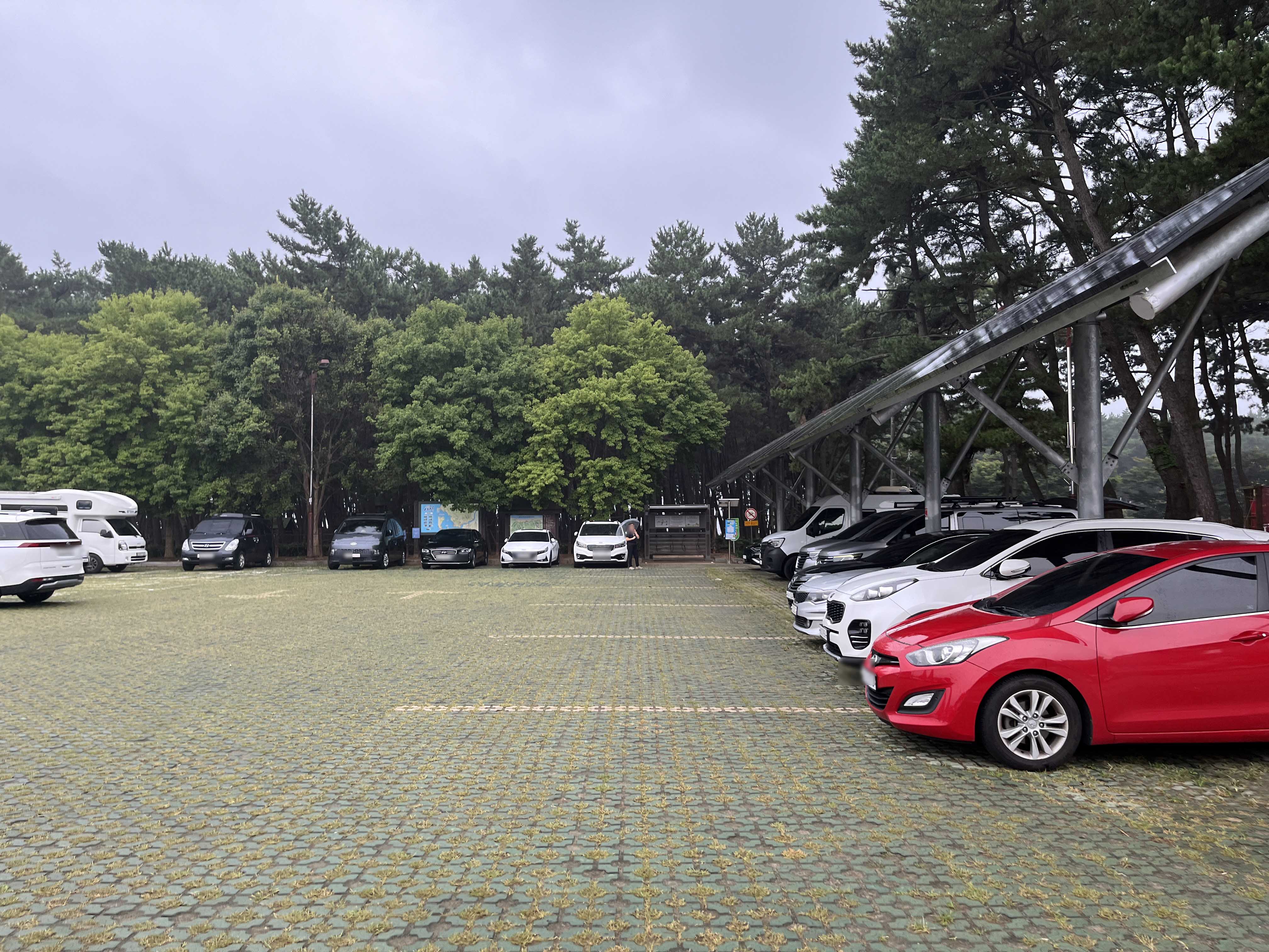 장항 맥문동 축제
