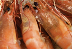 홍성남당항 대하축제