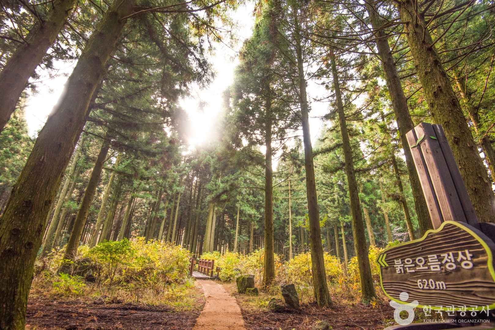 제주 사려니숲길