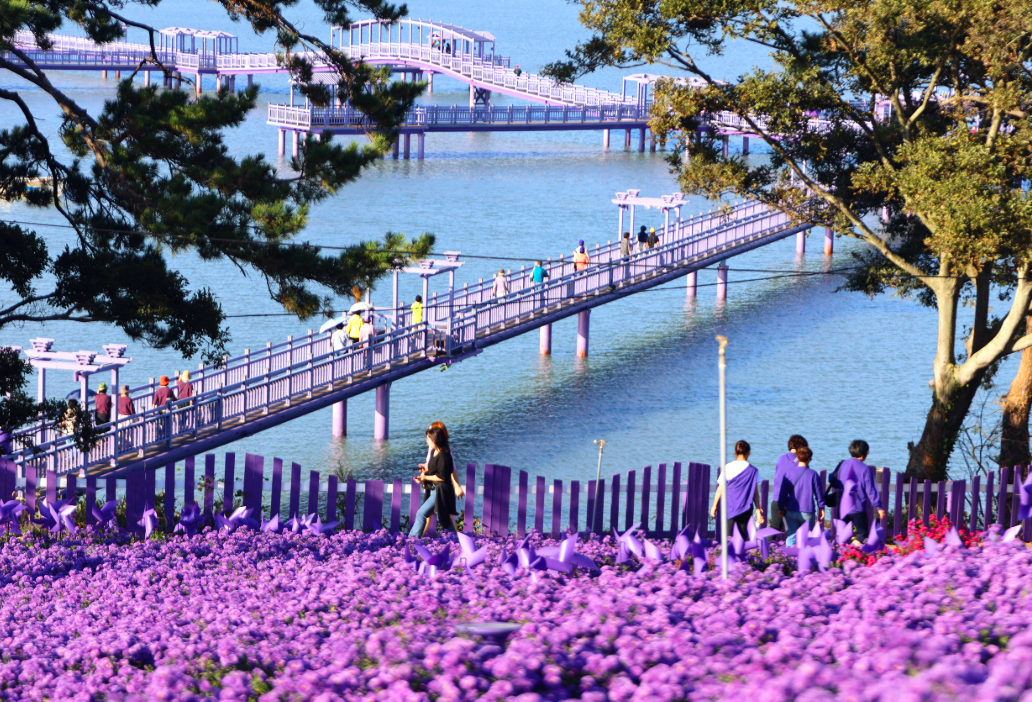 아스타국화화 보랏빛 다리