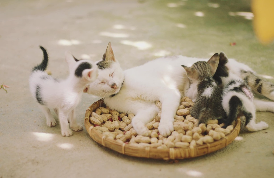 고양이 사료 관련 사진
