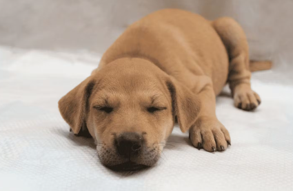 호기심 많고 식욕이 있는 개