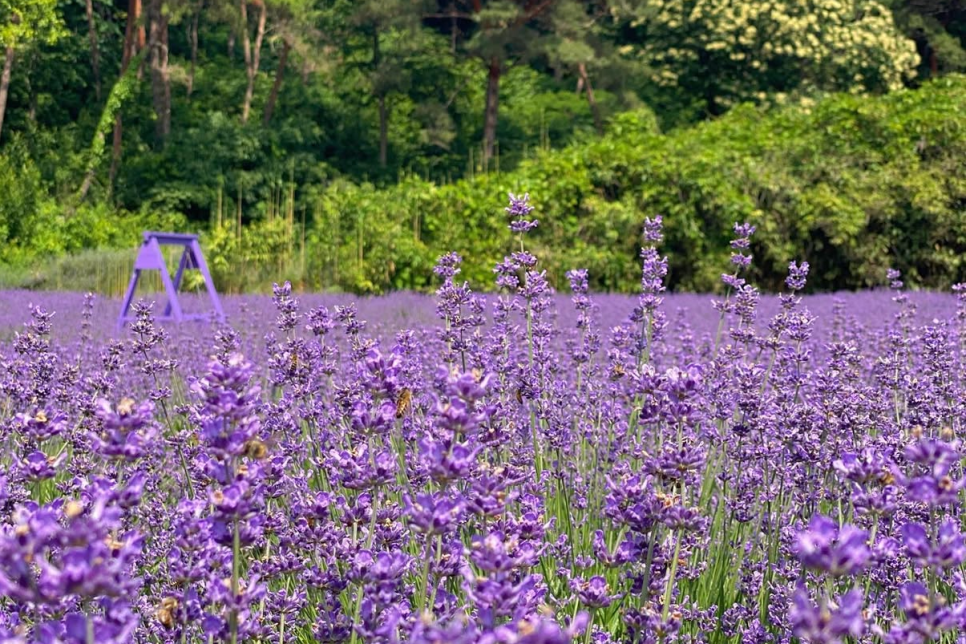 고성 하늬라벤더팜 라벤더 축제