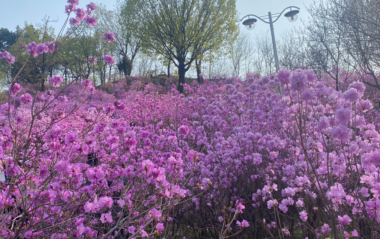 부천 원미산 진달래동산 산책로와 봄꽃 풍경