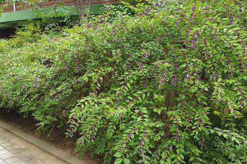 [정원수목]소형 정원에 딱 맞는 포인트 수목 추천 리스트