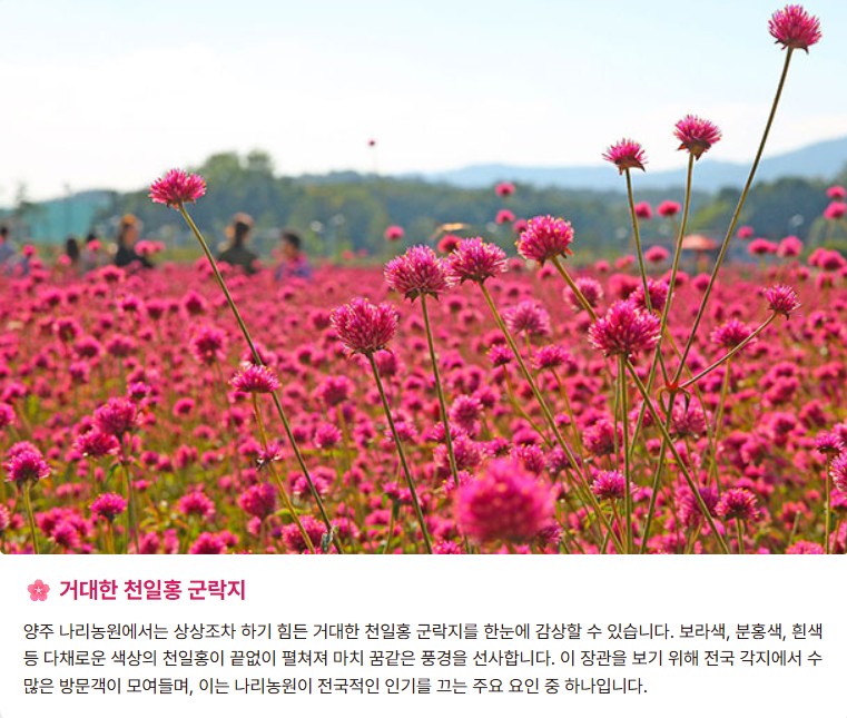 양주 천일홍축제 2025✨ 천만송이 꽃바다에서 힐링한 날