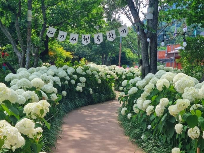 [6월 축제]2025 월아산 수국 수국 페스티벌❘기간, 일정, 체험 프로그램 및 공연 정리