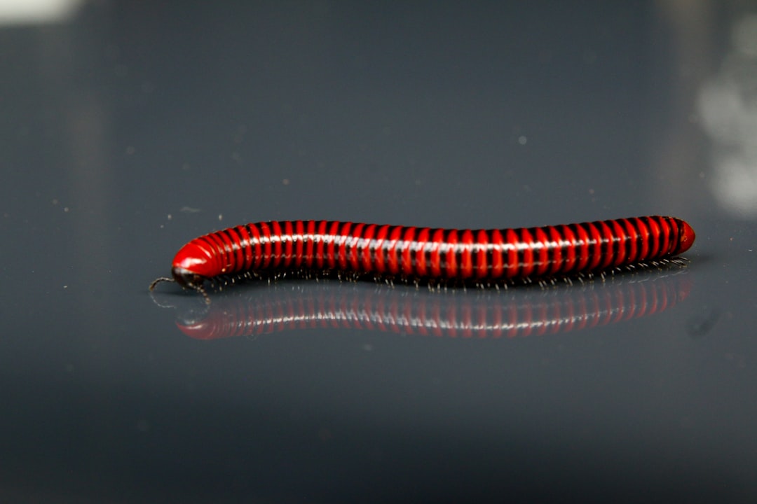Krill