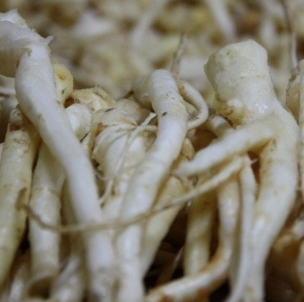 도라지 효능 부작용 고르는법 먹는법 꽃 총정리