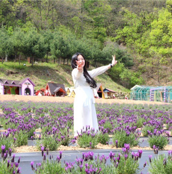 허브아일랜드 라벤더