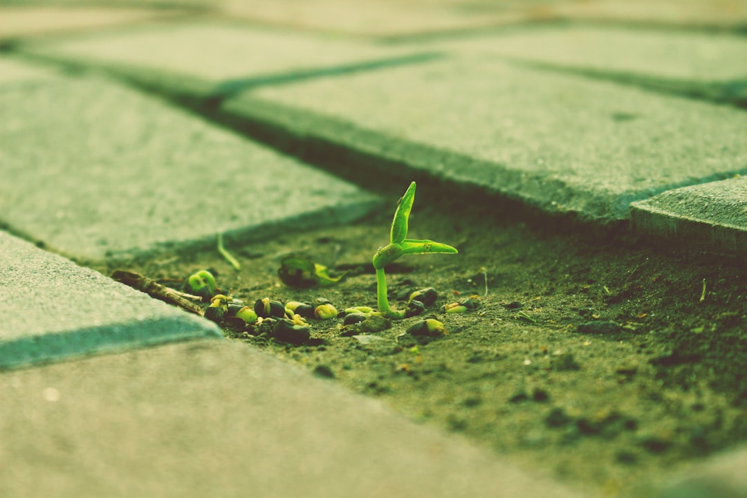 Sowing