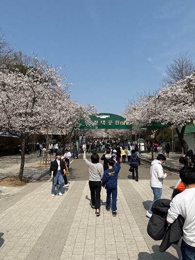 양쪽으로 벚꽃이 피어있는 인천대공원 남문 모습
