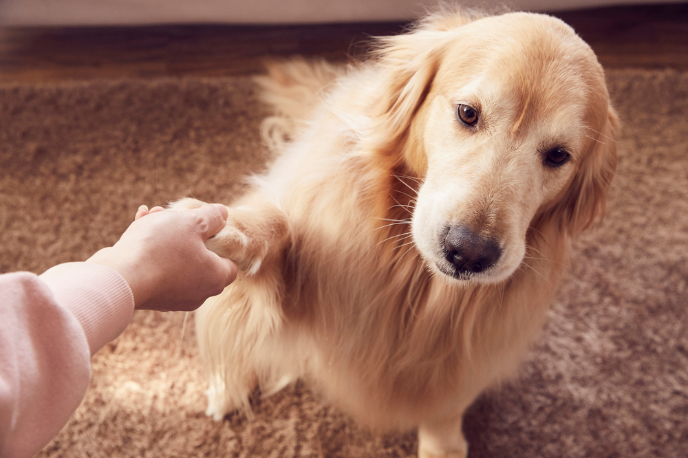 반려견 훈련관련 사진