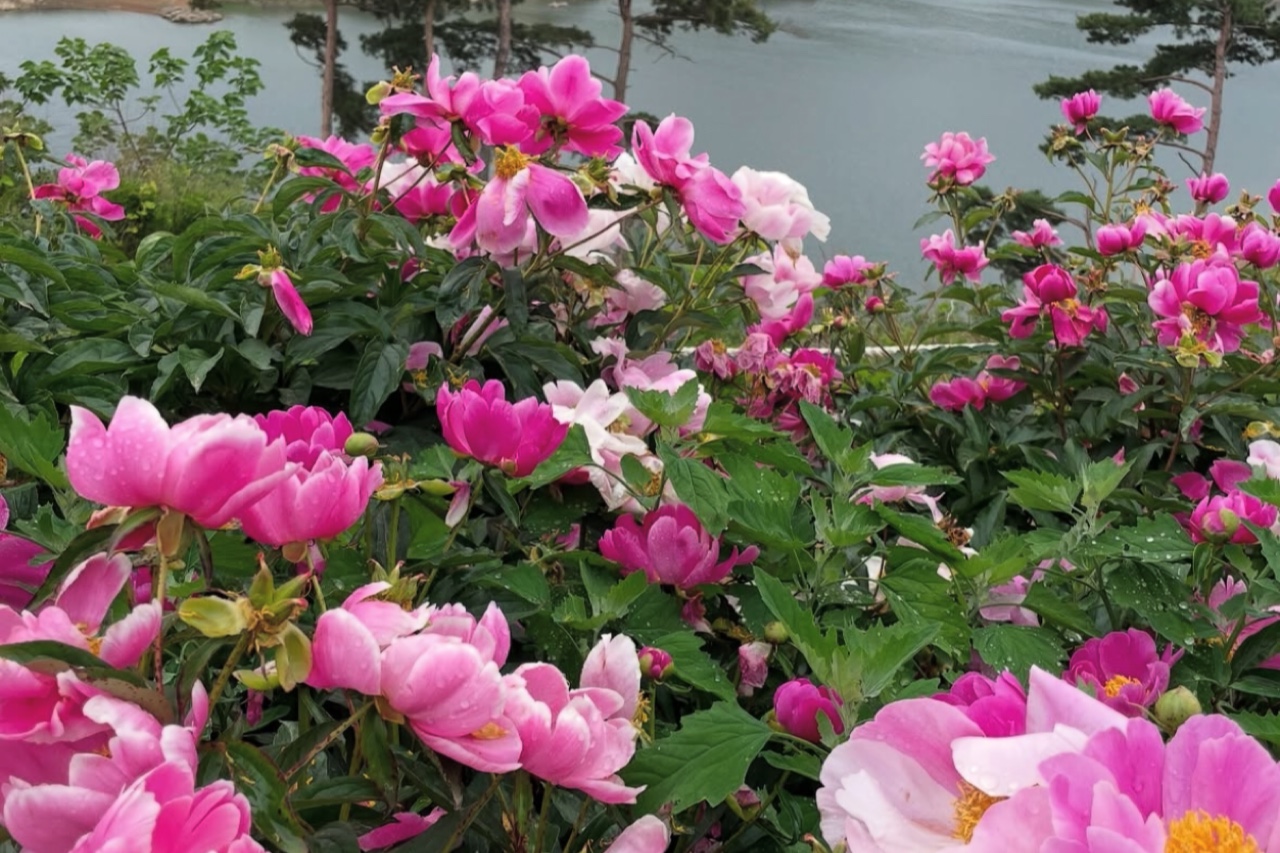 임실여행 작약꽃밭