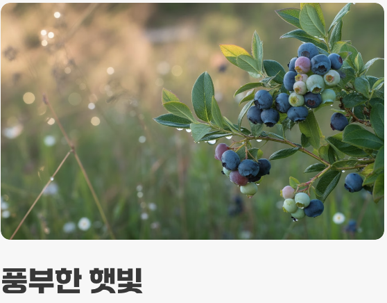 햇빛과 물, 가장 기본적인 관리