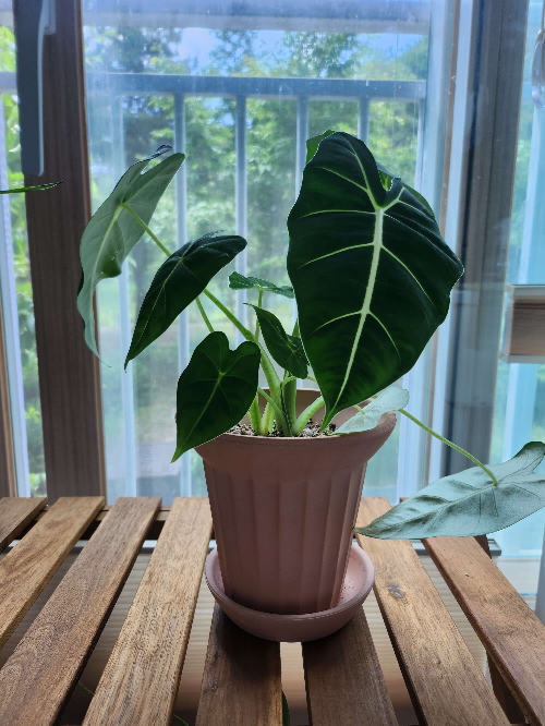 알로카시아 프라이덱