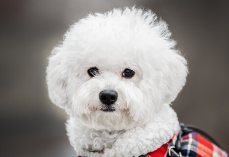 인기 애완견 비숑프리제