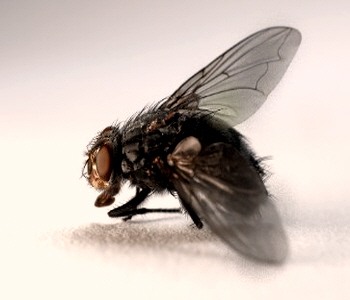 날파리 모습