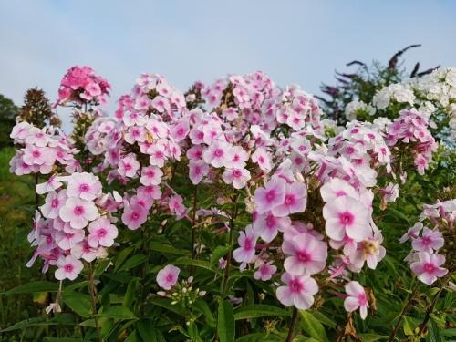 고흥 쑥섬 수국정원