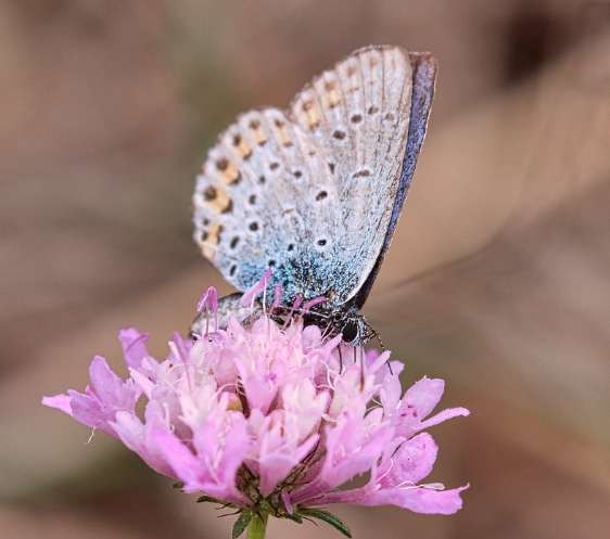 2025 함평 나비대축제