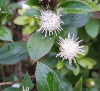 삽주 면역력 강화와 항염 효과