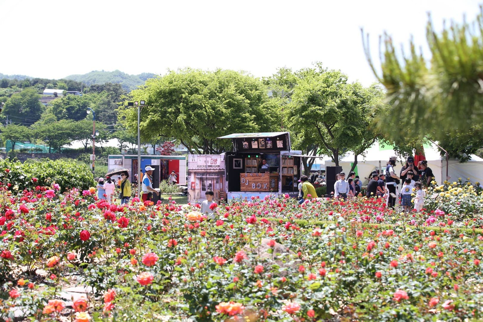 삼척장미축제 주요 프로그램