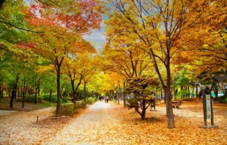 서울-단풍-명소