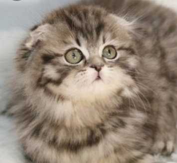 사람들이 제일 좋아하고 키우기 쉬운 고양이 TOP 5