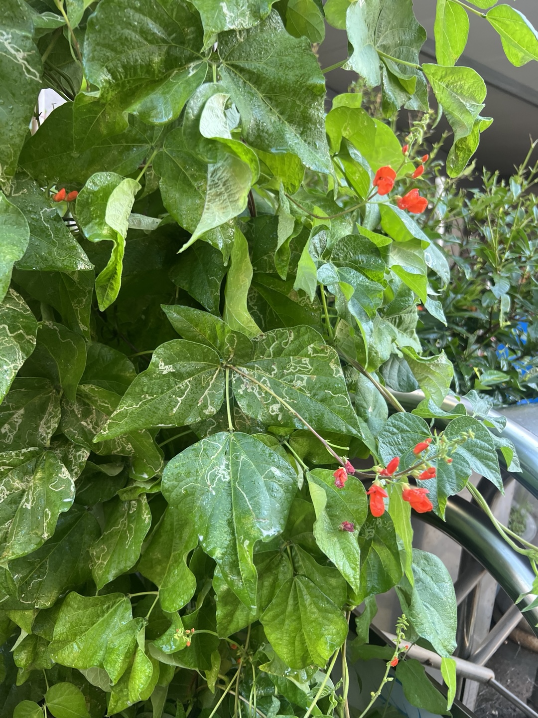 꽃강남콩
