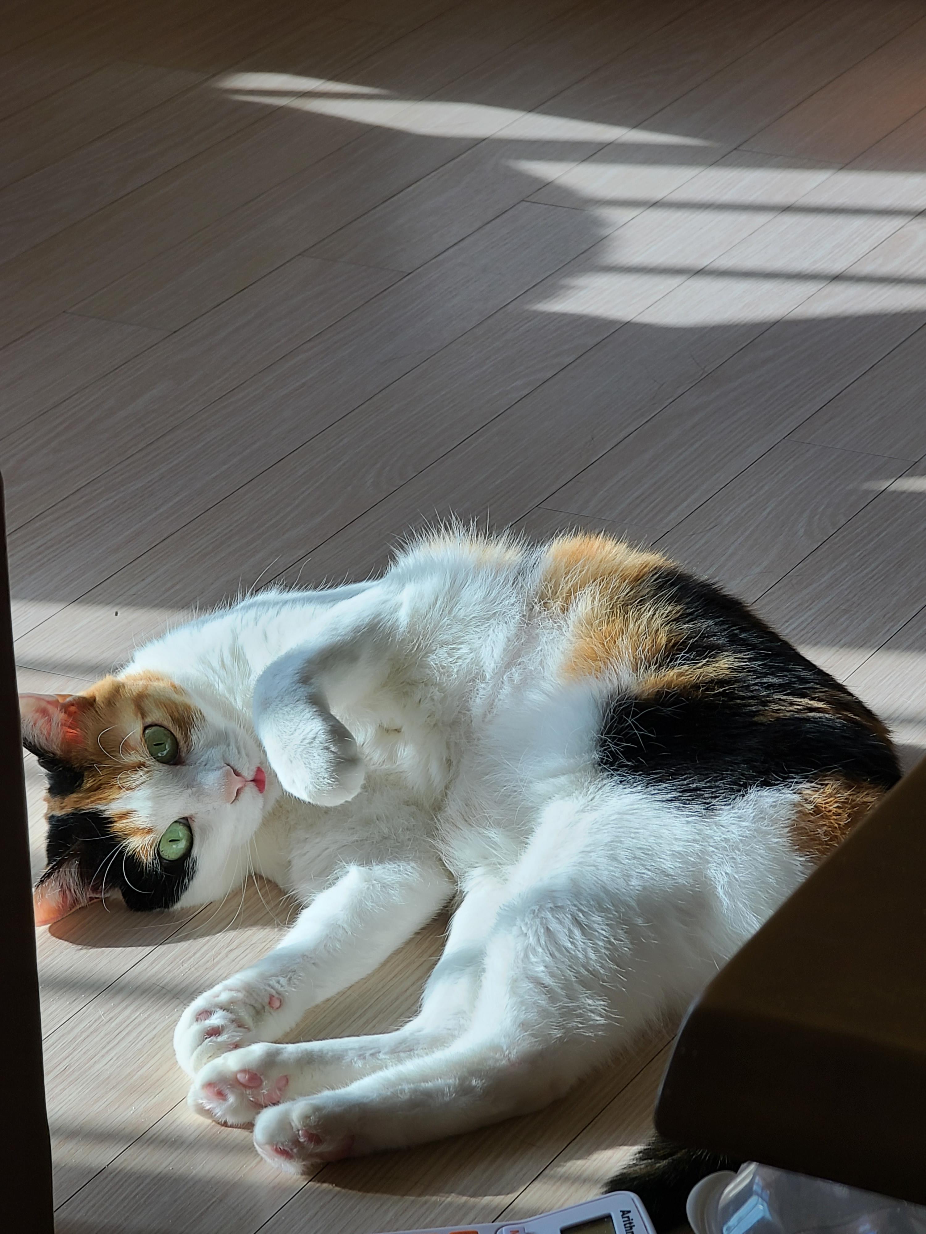 햇살받으면 기분업되는 고양이. 삼색이 고양이