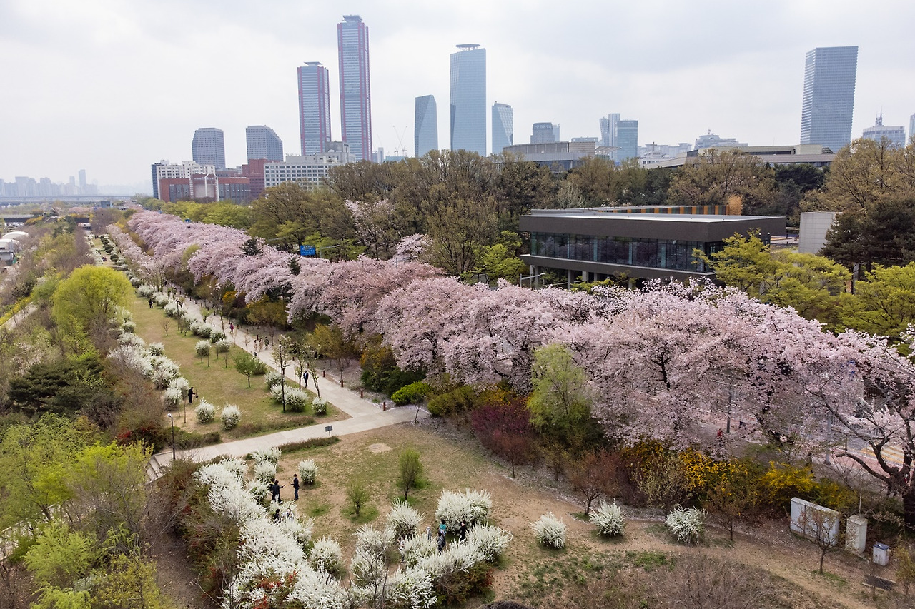 지역별 벚꽃 명소