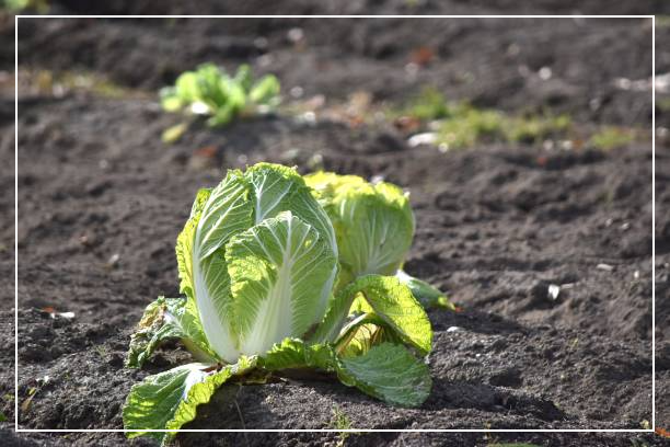 절임배추 사전예약
