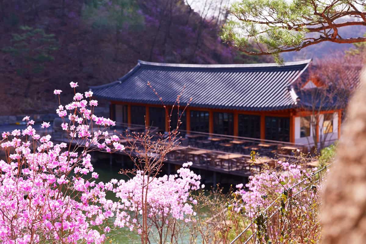 2025 화담숲 벚꽃 예약