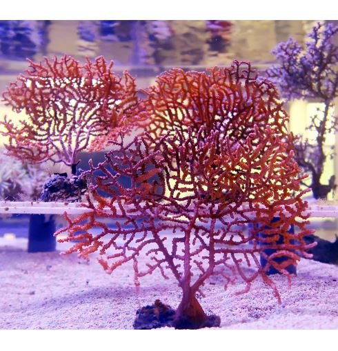 부채산호 사육방법