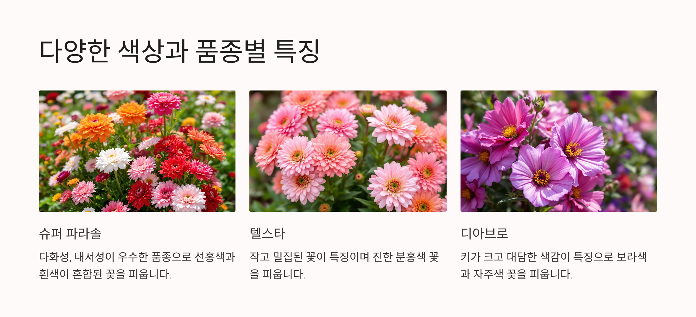 패랭이꽃
