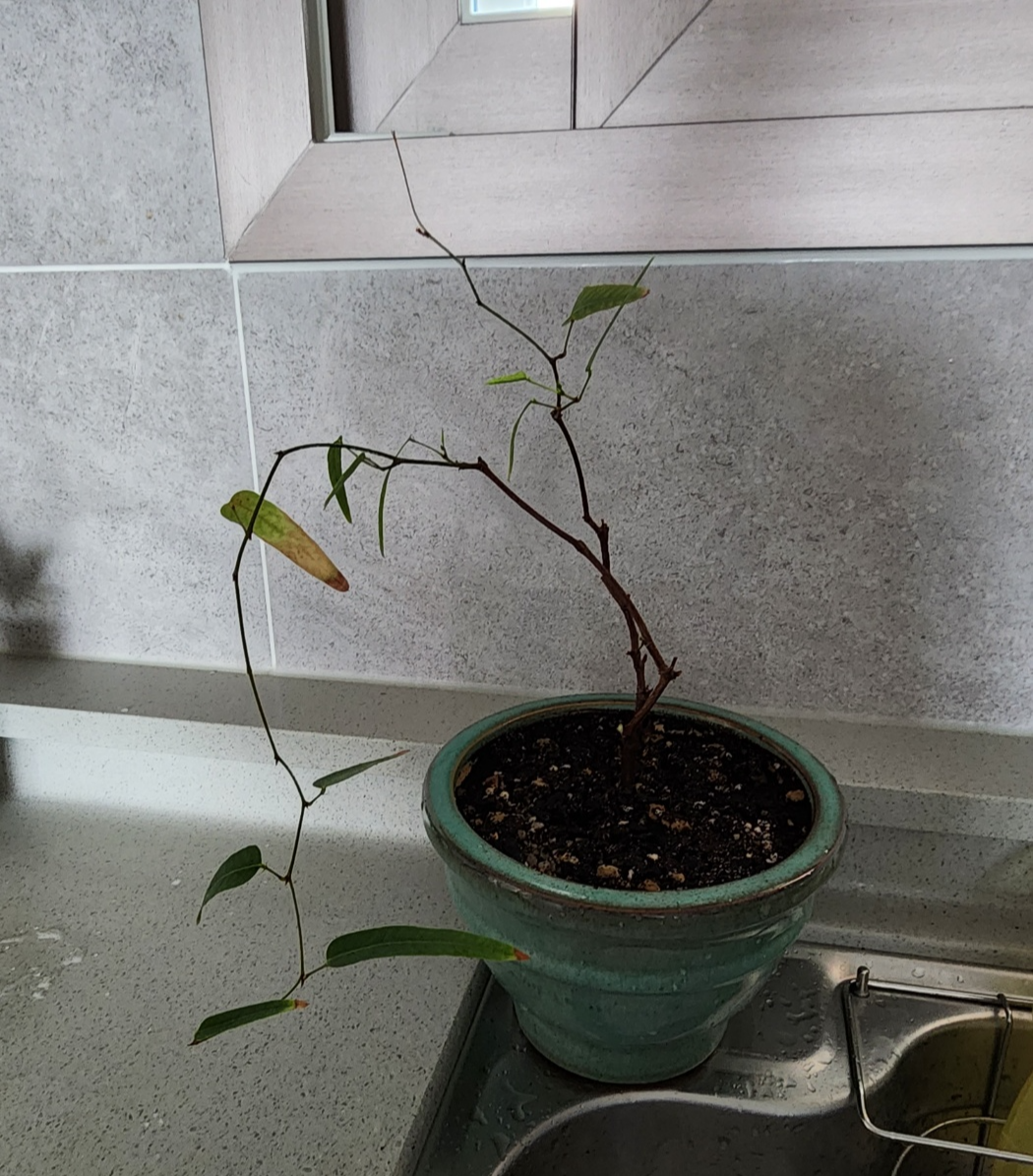 몸살심하게 앓았던 보라싸리