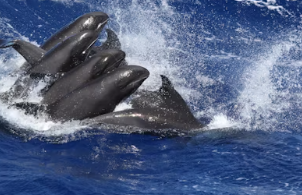 2025년 국민연금 인상률 2025년 국민연금 수령액 인상률