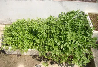 미나리 재배 수로 정비 그늘 재배 여름 관리_12