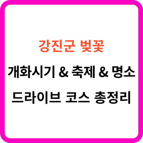 강진군 벚꽃 개화시기 축제 명소 드라이브 코스 총정리