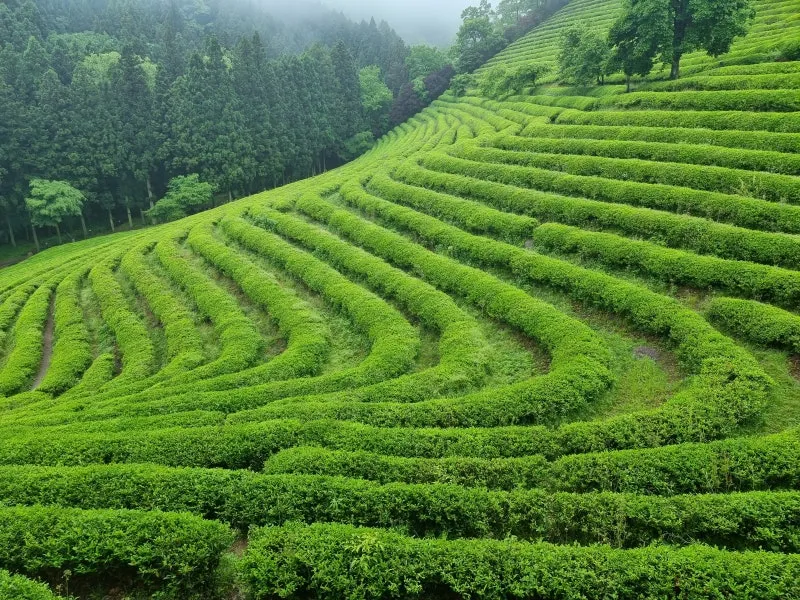 보성 녹차밭 대한다원 입장료 주차 코스 정보 총정리_2
