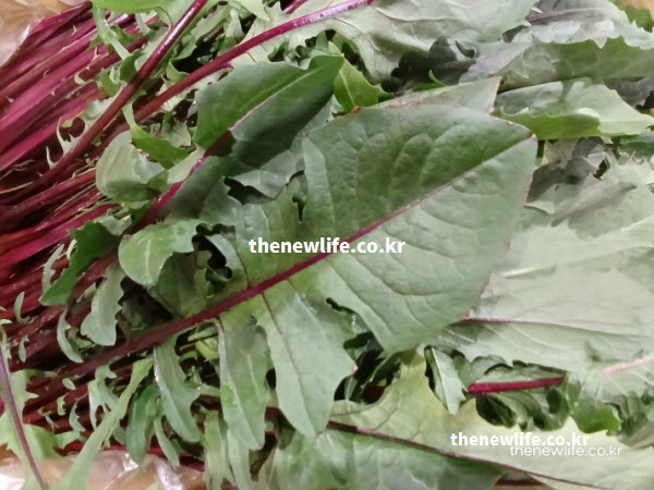 인티빈 성분이 신진대사를 돕고 혈당 수치를 안정시키는 데 기여하는 싱싱한 적치커리 실물 사진